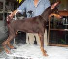 Süße Dobermann welpen