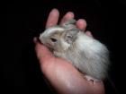 Degu-Jungtier Schecke abzugeben